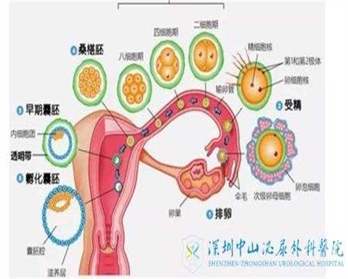 南京代孕-南京做代孕的时间-南京最好代孕那家医
